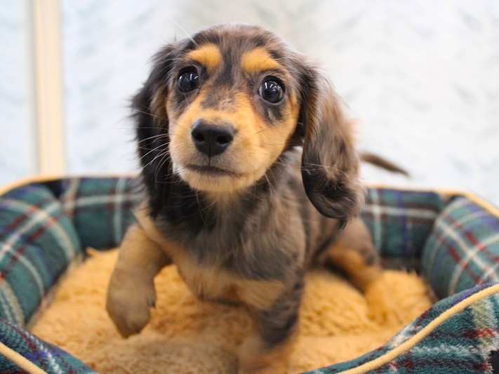 カニンヘンダックス26-0090