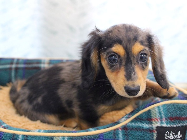 カニンヘンダックス26-0090