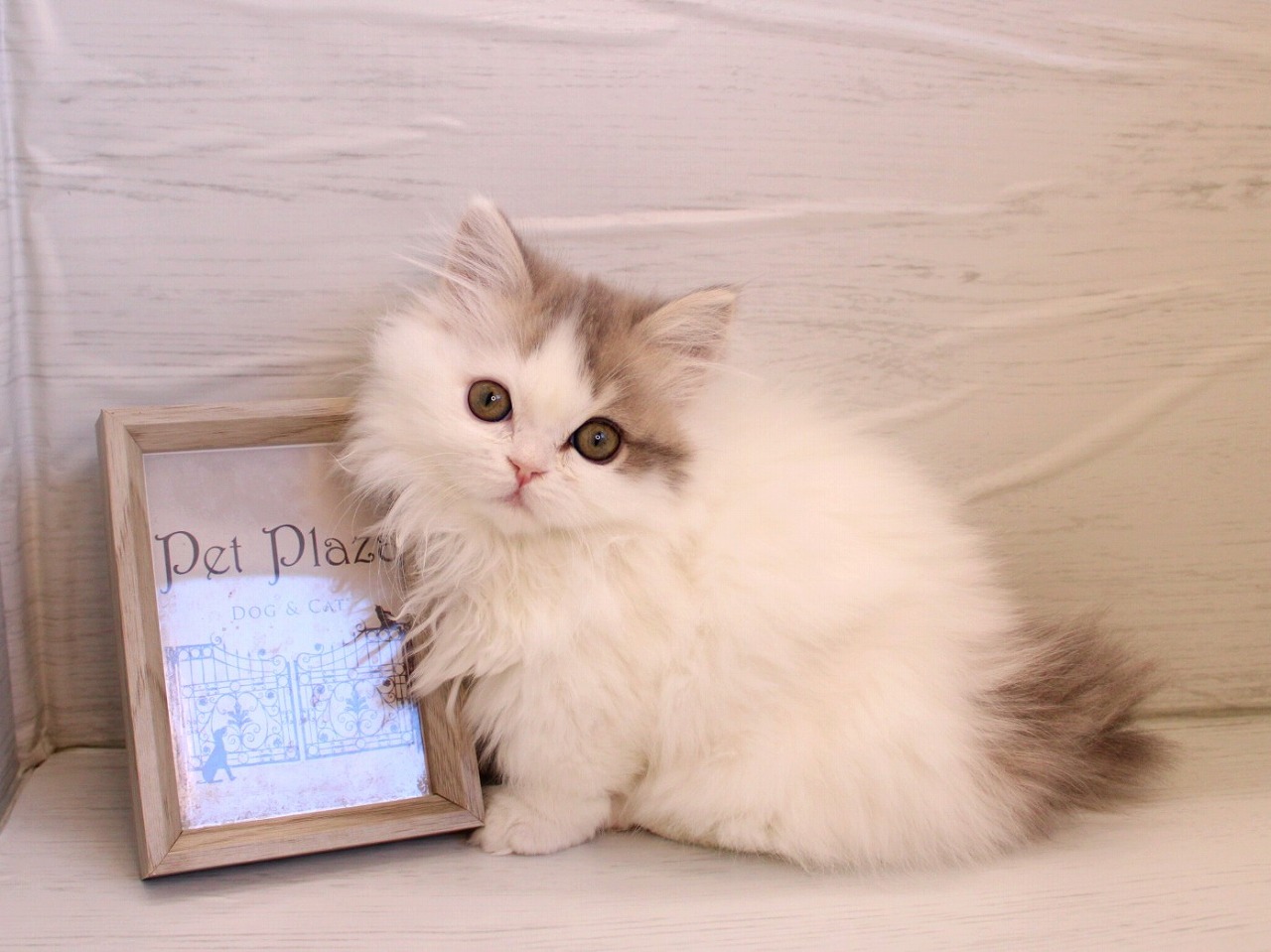 ミヌエット26-0079