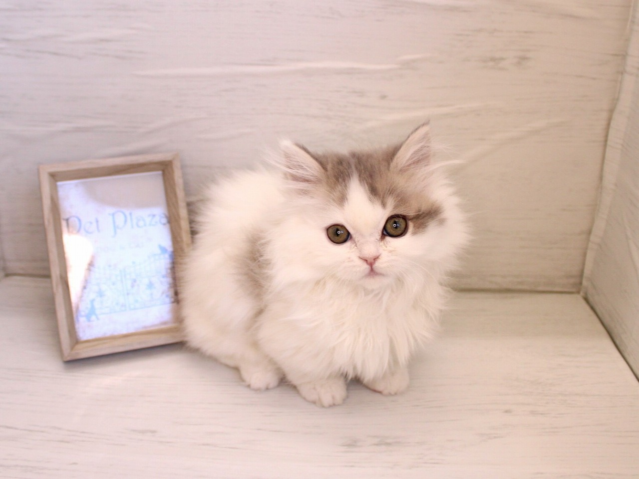 ミヌエット26-0079