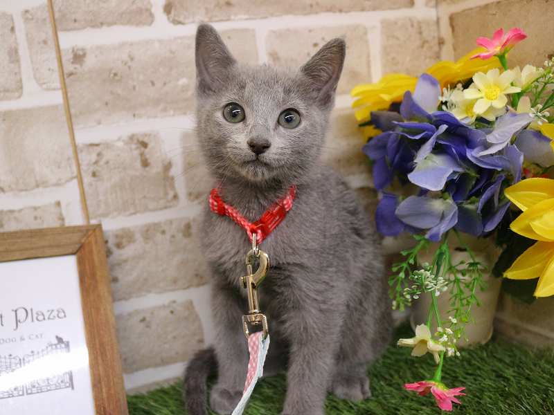 ロシアンブルー26-0041