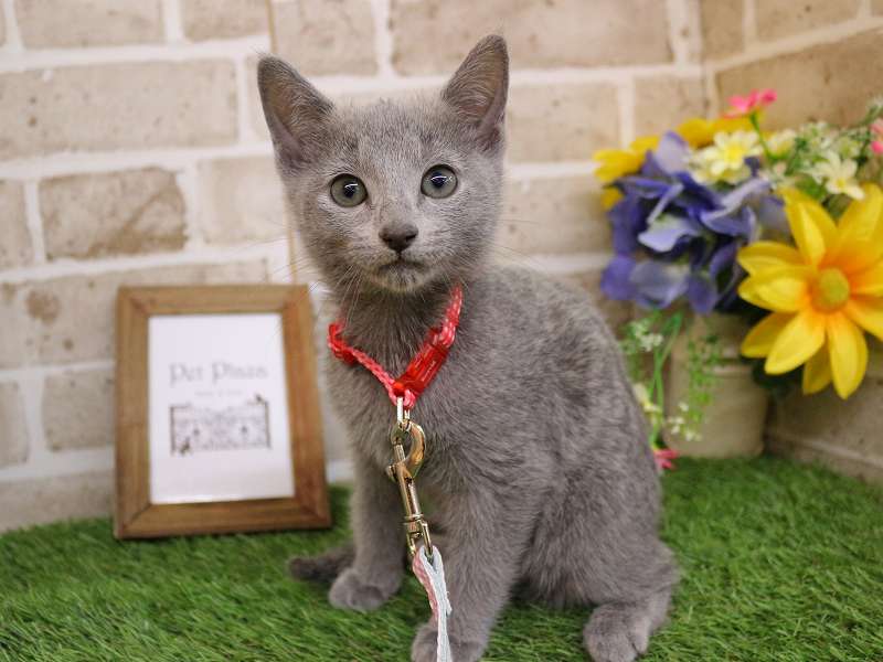 ロシアンブルー26-0041