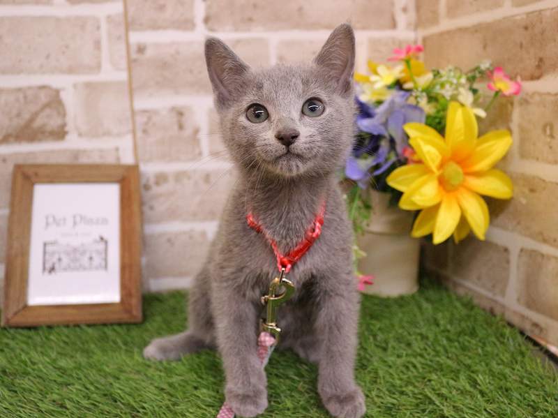 ロシアンブルー26-0041