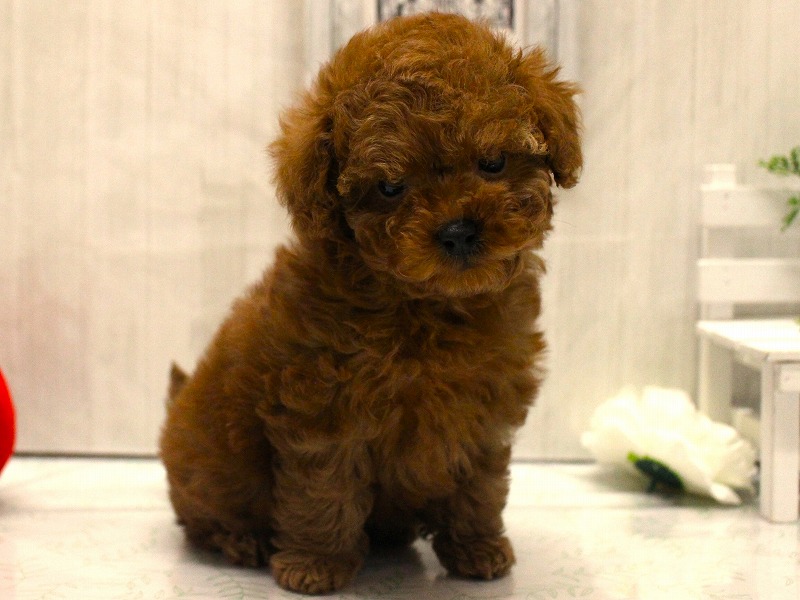 トイプードル25-1358