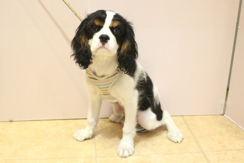 キャバリアキングチャールズスパニエル26-0008
