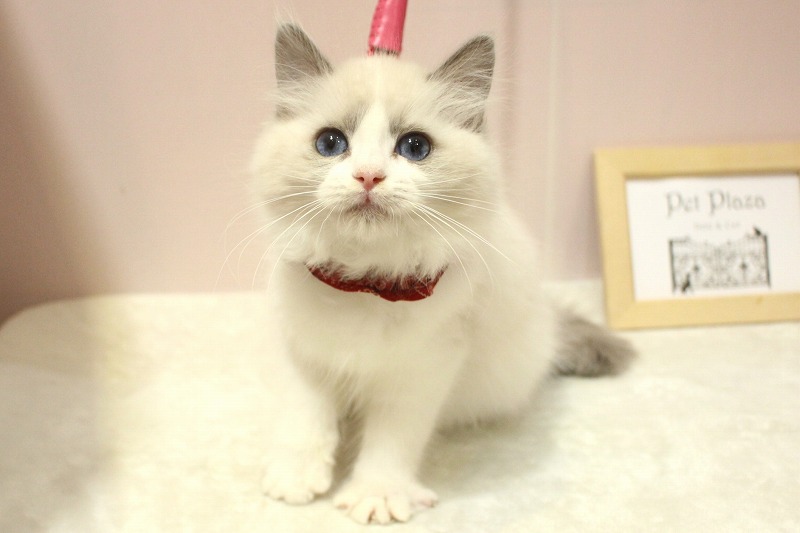 ラグドール26-0102