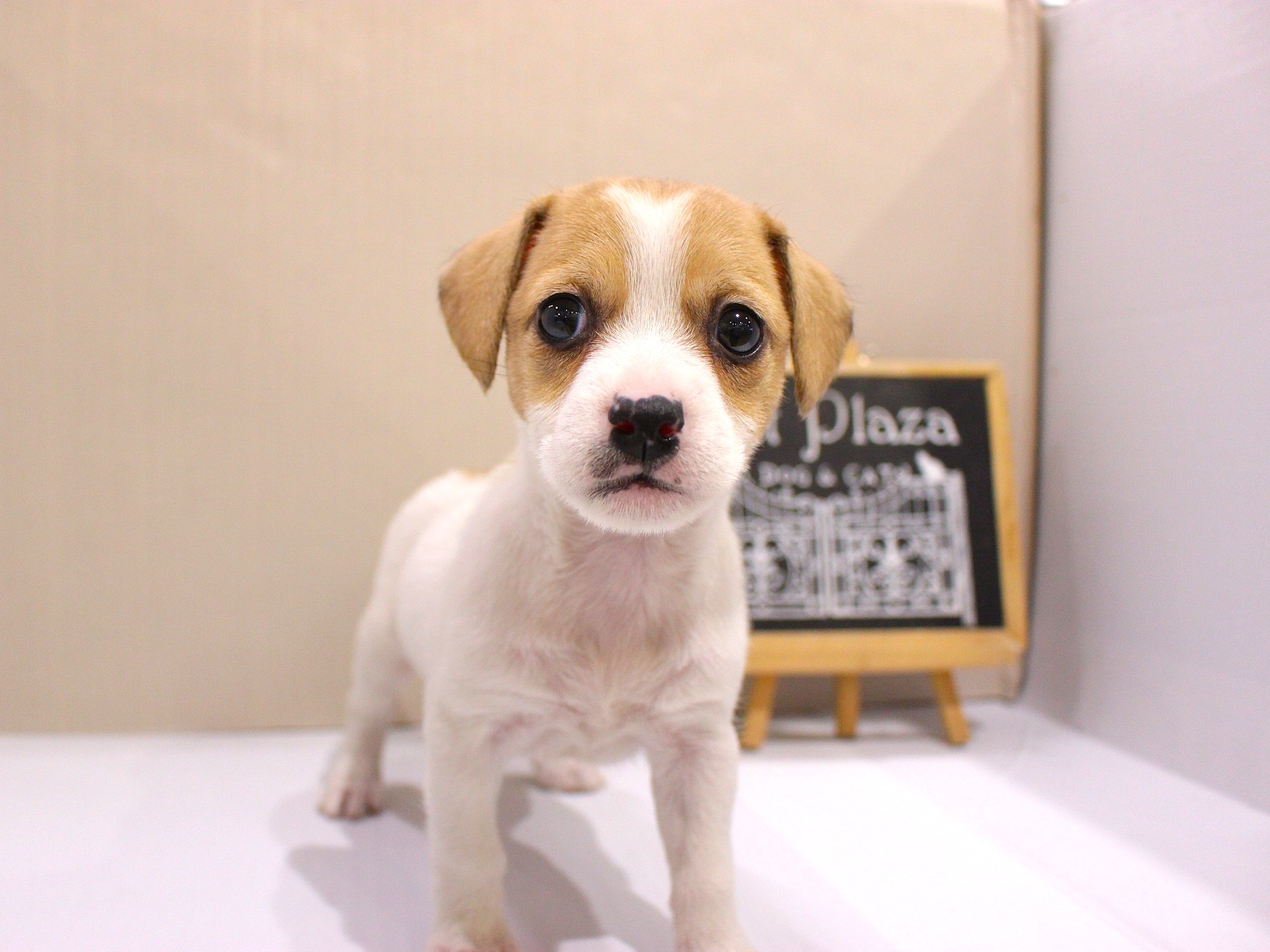 ジャックラッセルテリア26-0046