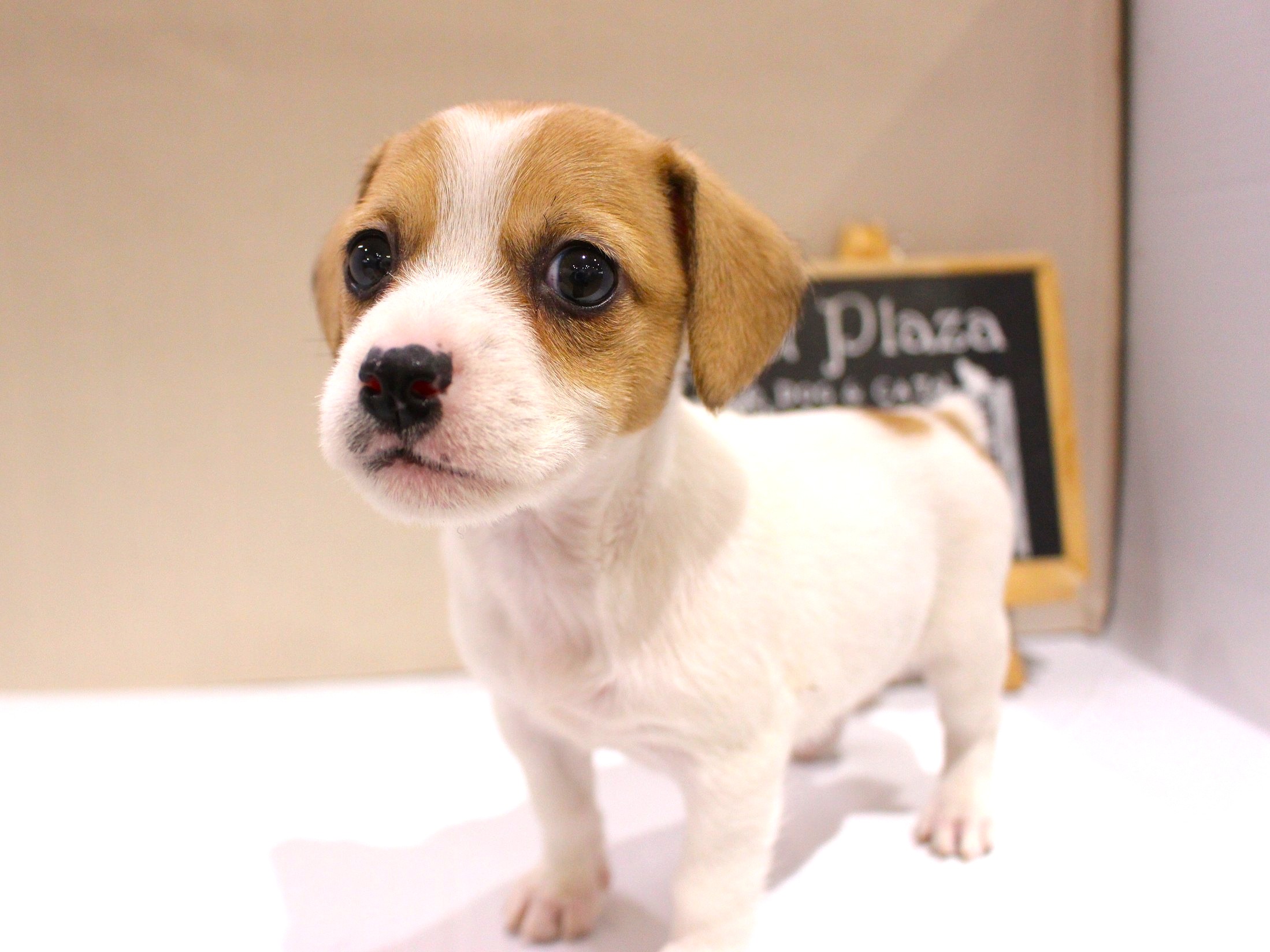 ジャックラッセルテリア26-0046