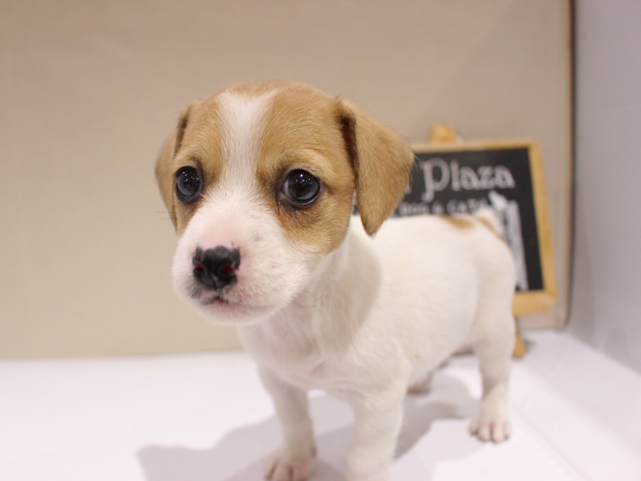 ジャックラッセルテリア26-0046