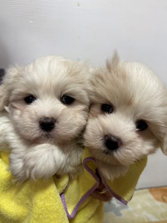 コトンドテュレアールって？？？