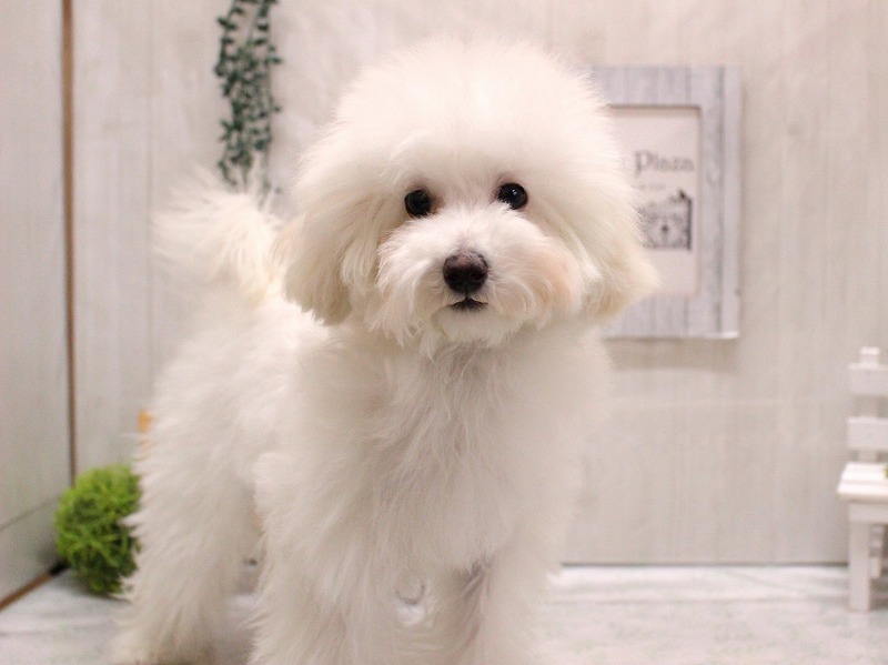 トイプードル25-1092