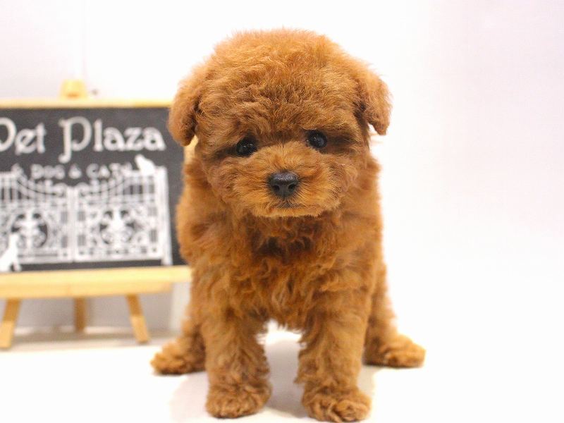 トイプードル25-1318