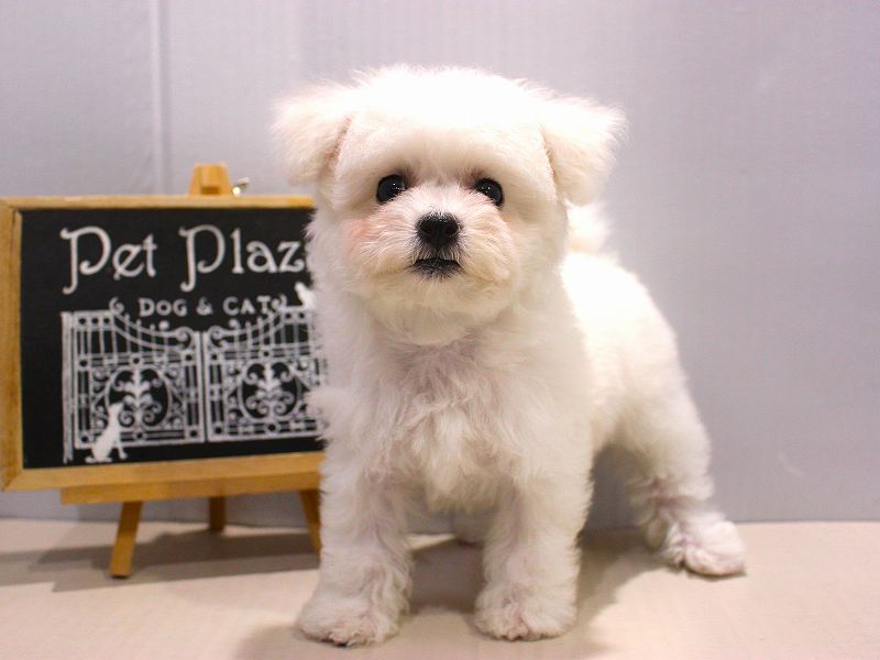 ビションフリーゼ25-1362