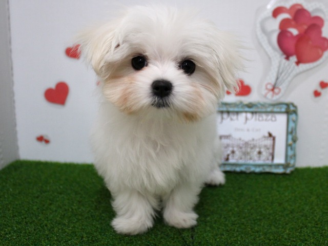 マルチーズ25-1357