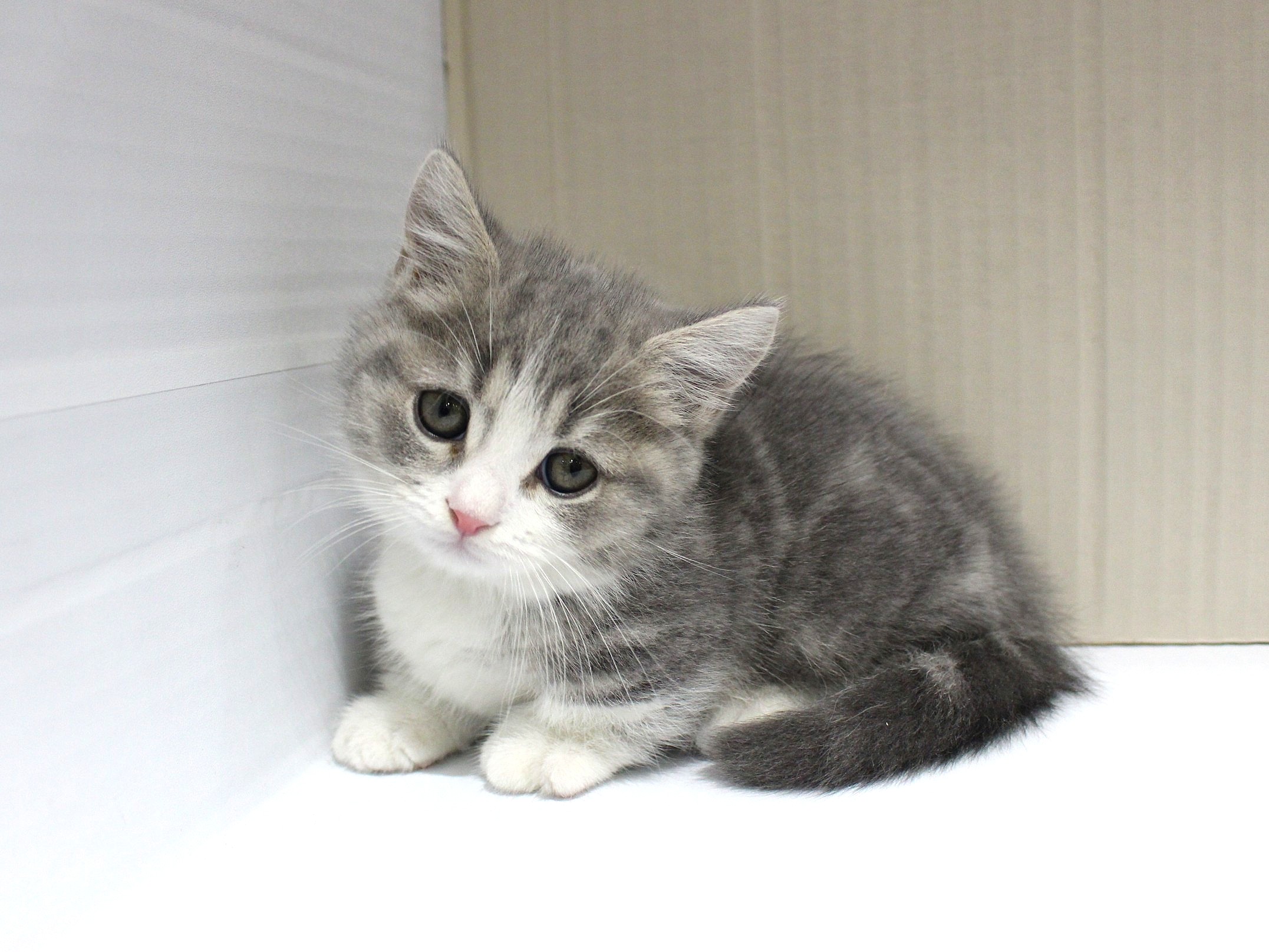 マンチカン26-0047