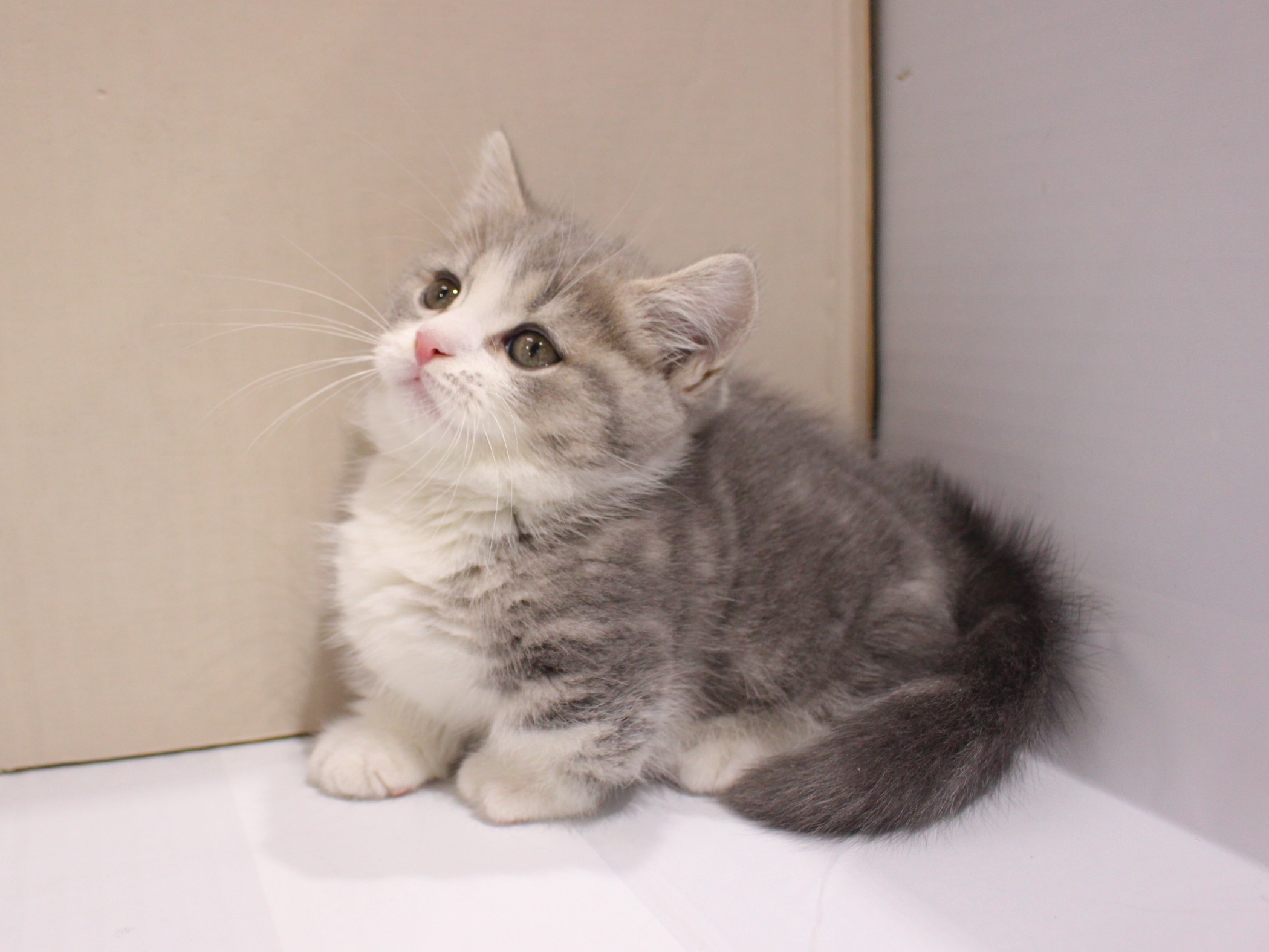 マンチカン26-0047