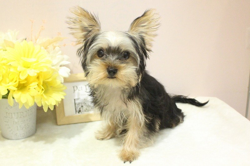 ヨークシャーテリア26-0006