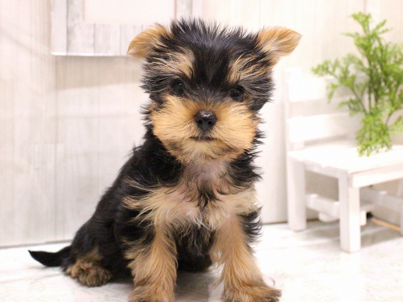 ヨークシャーテリア26-0006