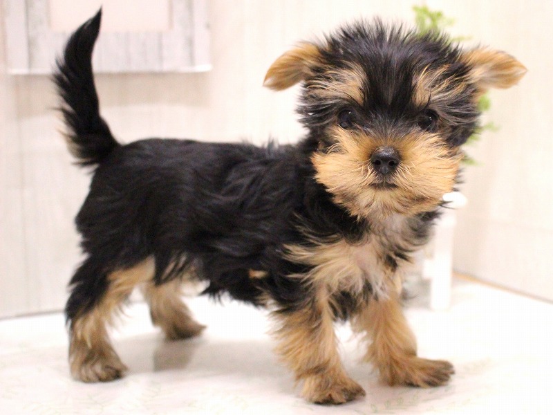 ヨークシャーテリア26-0006