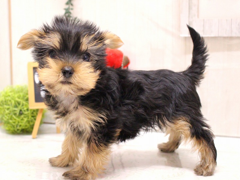 ヨークシャーテリア26-0006