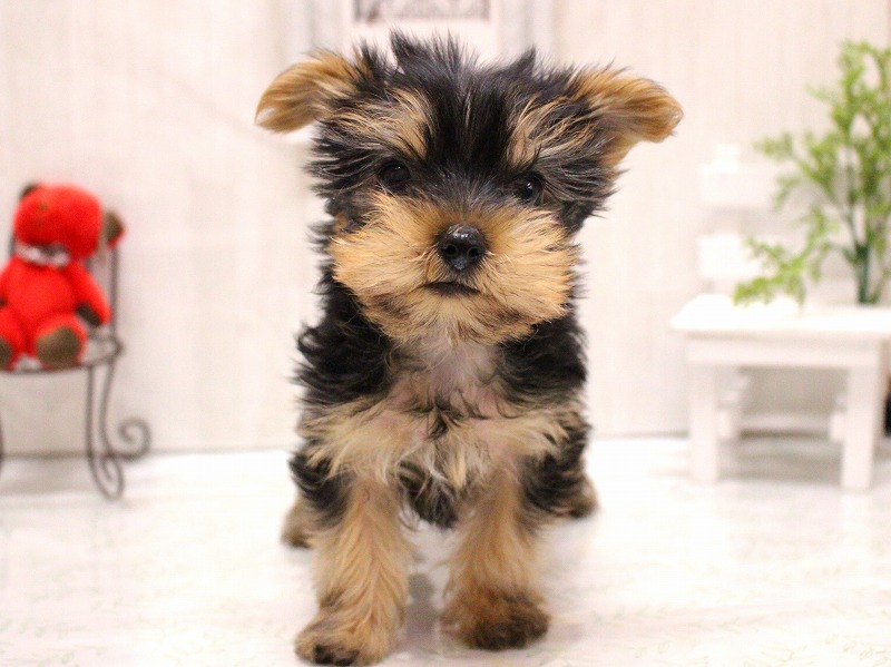 ヨークシャーテリア26-0006