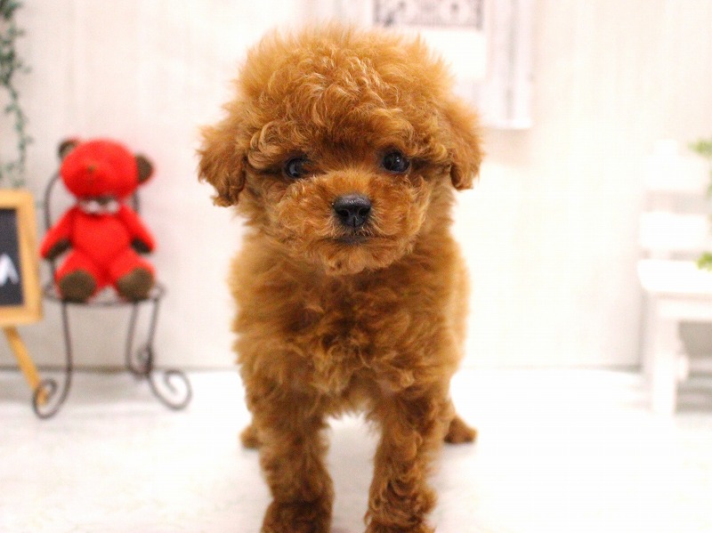 トイプードル26-0061