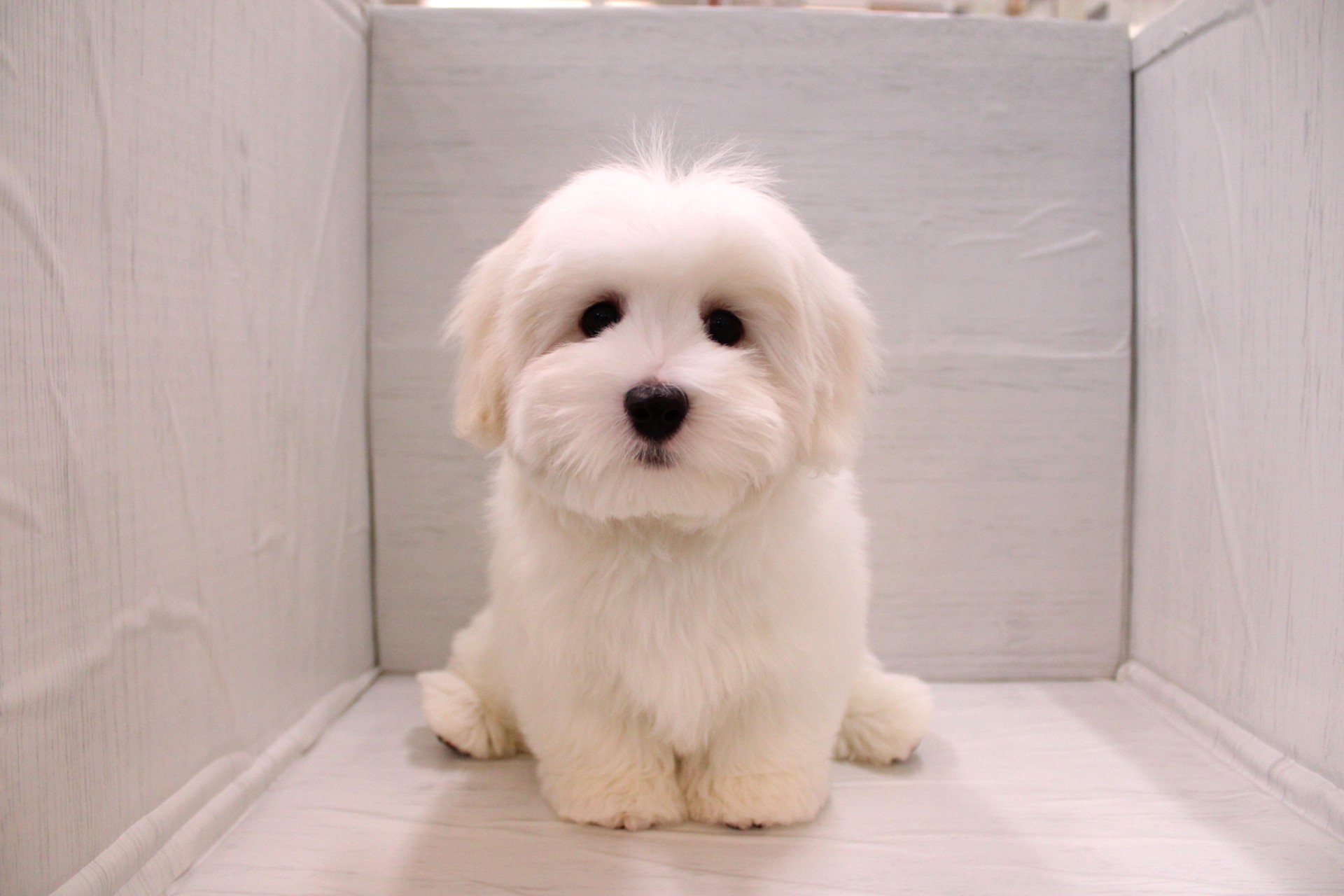 コトン・ド・テュレアール🐶