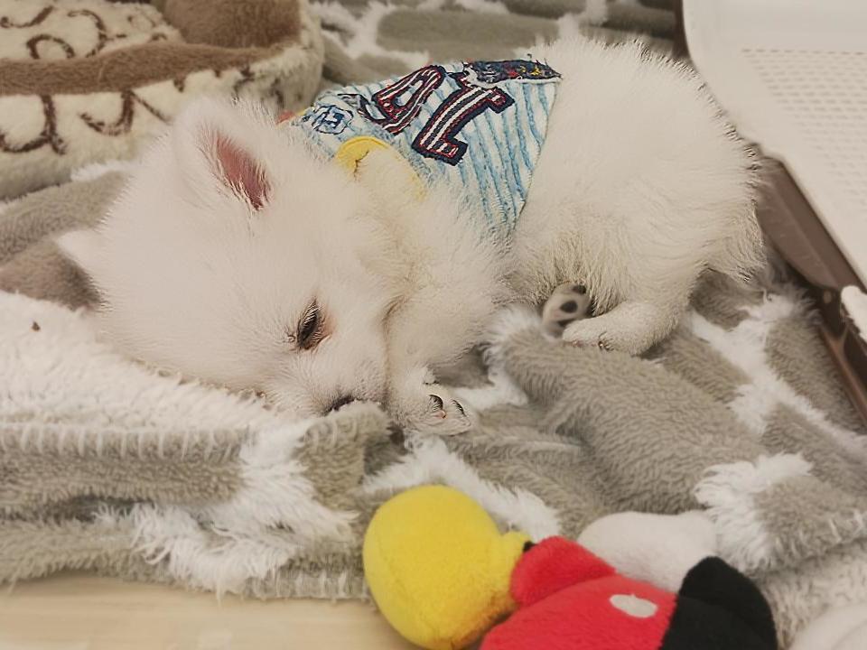 日本スピッツ26-0142