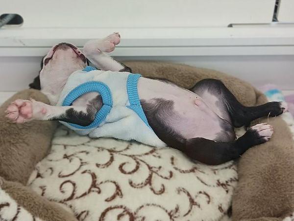 ボストンテリア26-0165