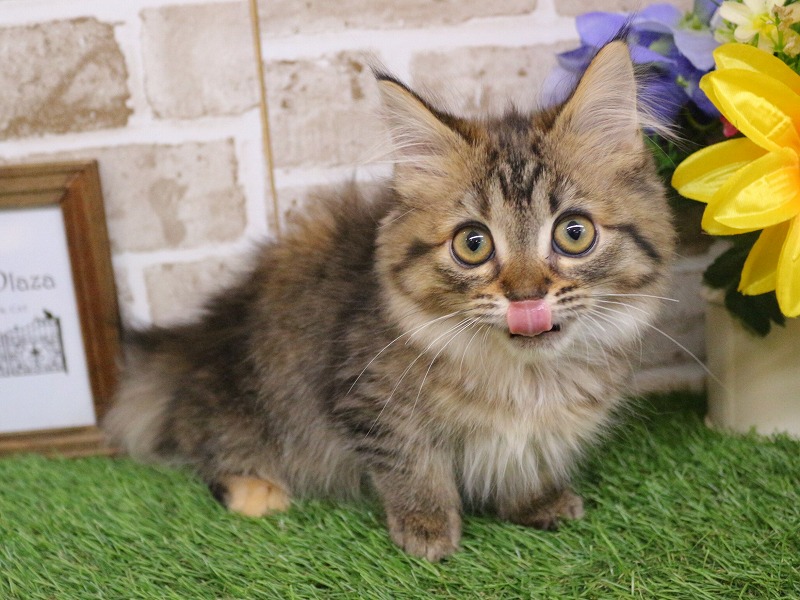 ミヌエット25-1322