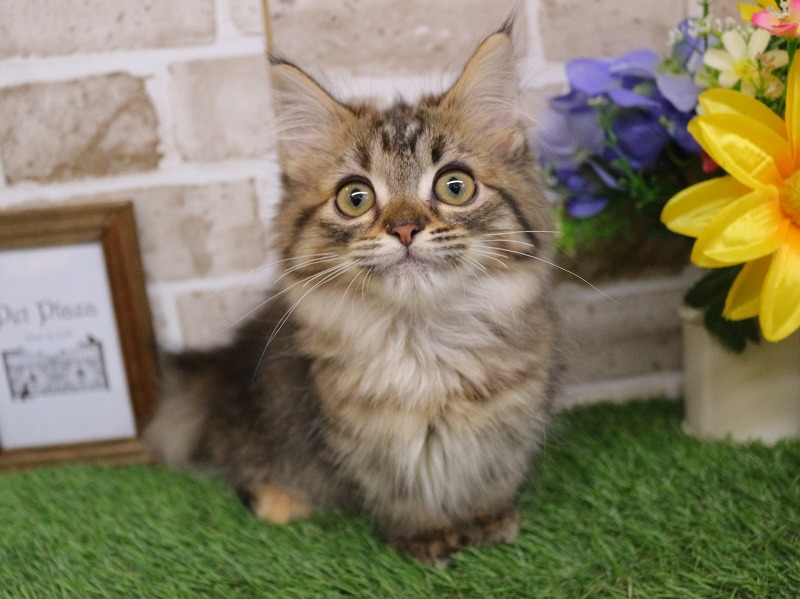 ミヌエット25-1322