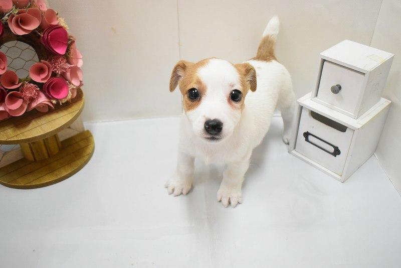 ジャックラッセルテリア26-0155