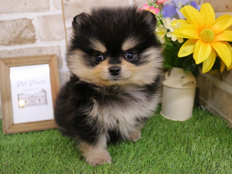 ポメラニアン26-0118