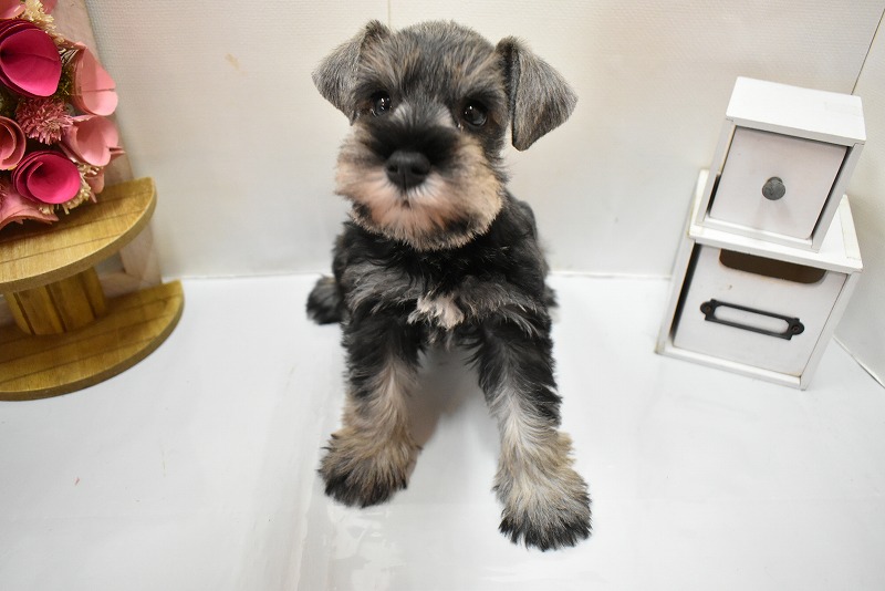 ミニチュアシュナウザー26-0141