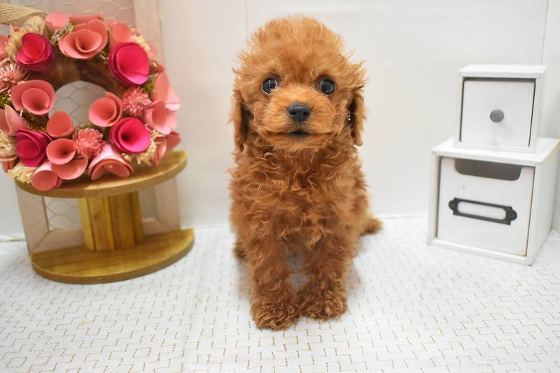 トイプードル26-0170