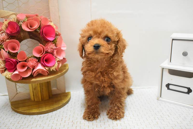 トイプードル26-0170