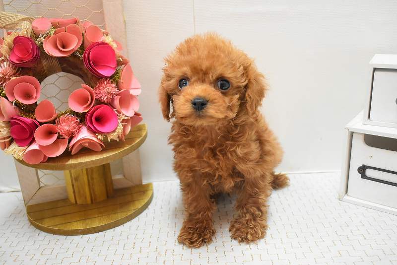 トイプードル26-0170