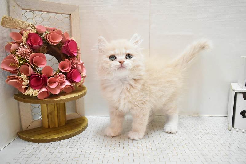 スコティッシュフォールド26-0177