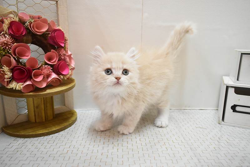 スコティッシュフォールド26-0177