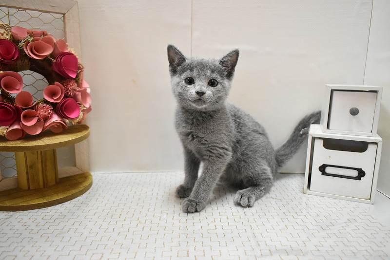 ロシアンブルー26-0179