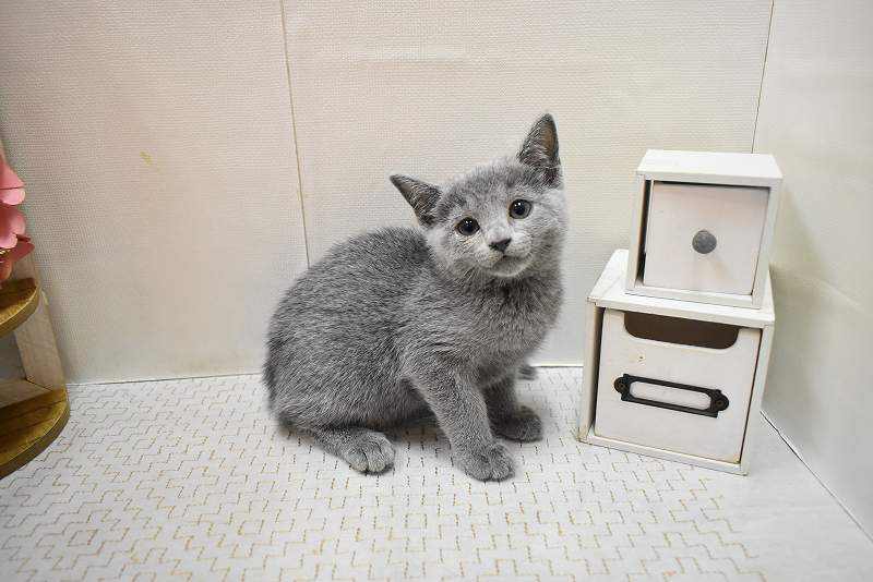 ロシアンブルー26-0179