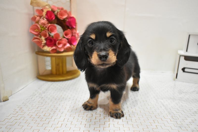 ミニチュアダックスフンド26-0182