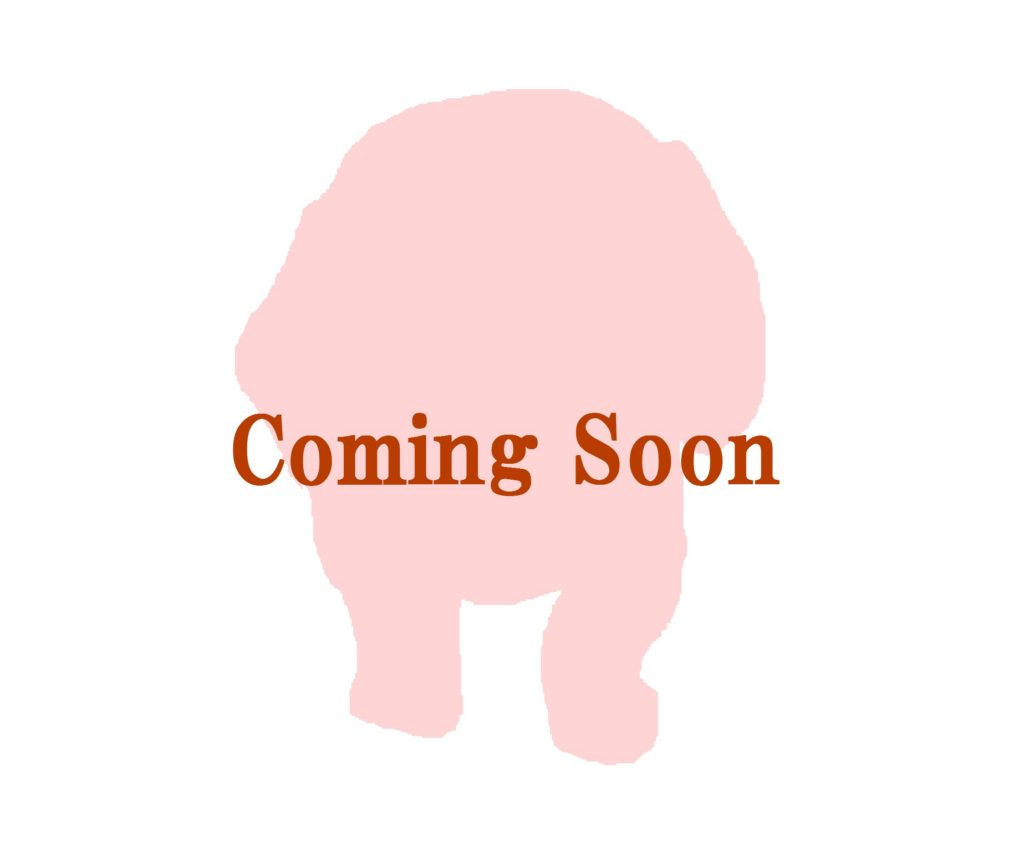 トイプードル26-0173