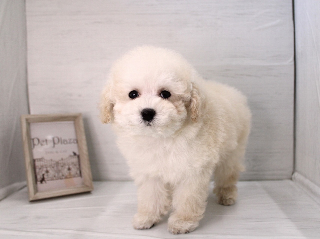 トイプードル26-0166