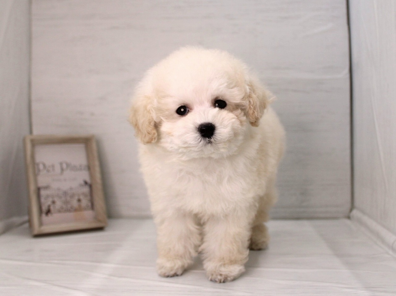 トイプードル26-0166