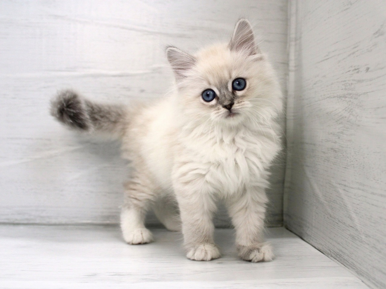 サイベリアン26-0157