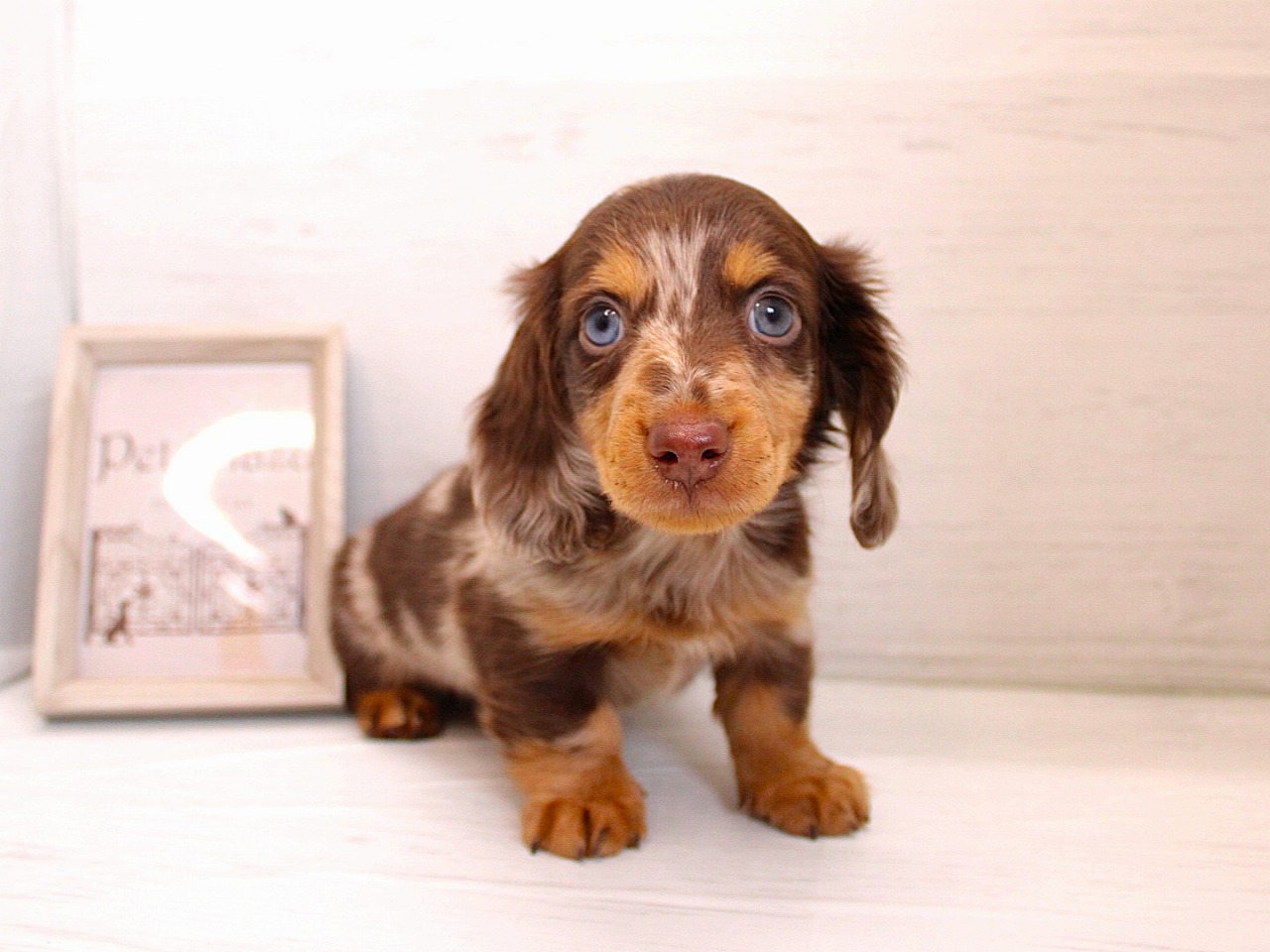 カニンヘンダックスフント26-0168