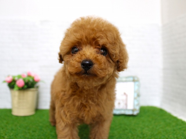 トイプードル26-0173