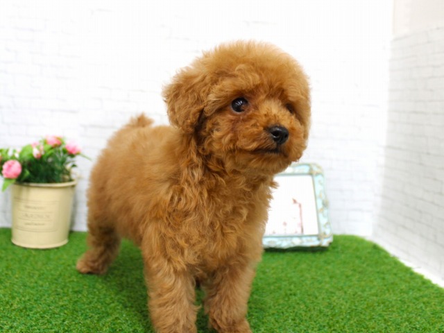 トイプードル26-0173