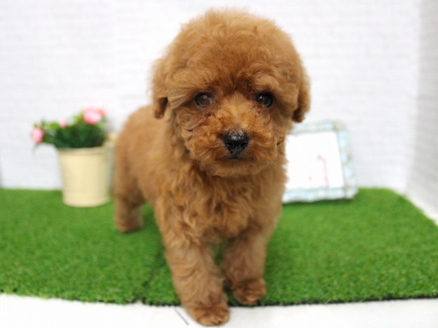 トイプードル26-0173